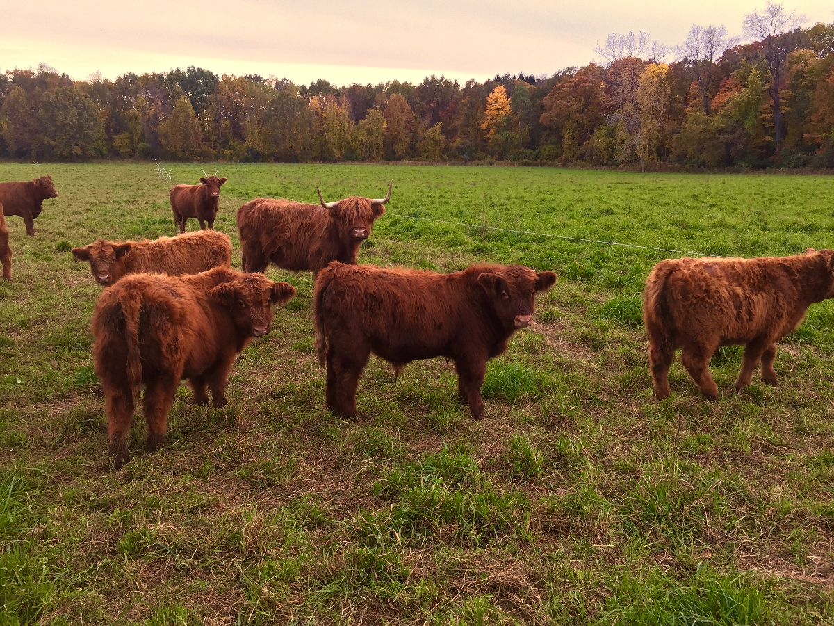 fluffy highland cattle