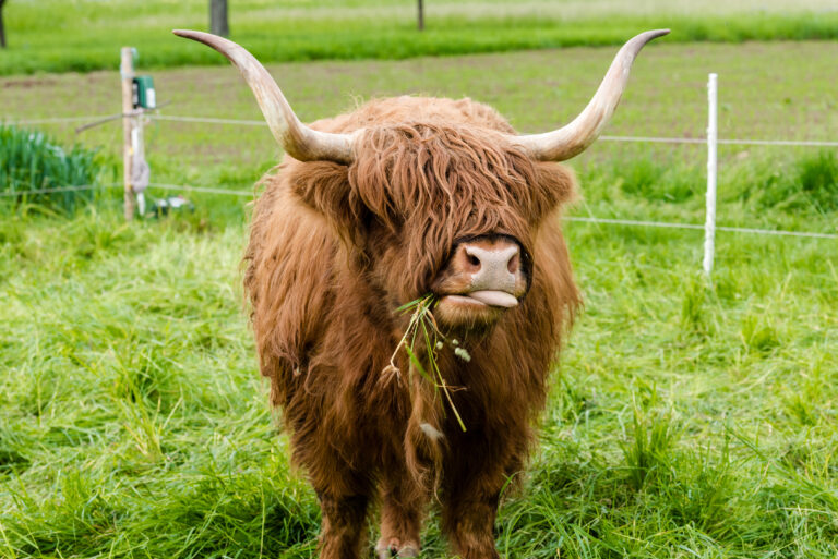 The History and Evolution of Long Hair Cows