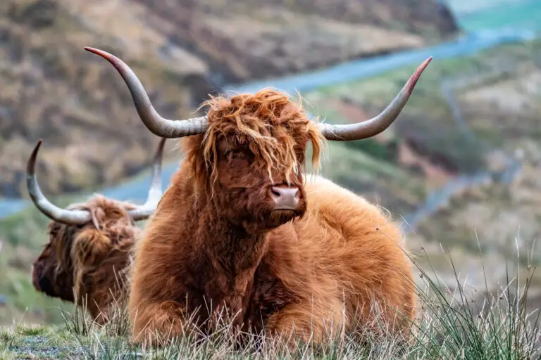 FAQs About Highland Cattle
