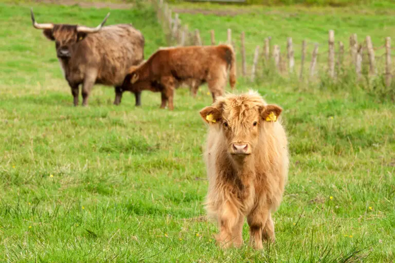 8 Unique Breeds of Scottish Cows Compared & Contrasted