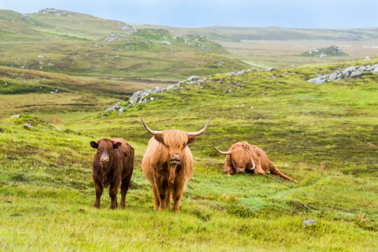 Unraveling the Tapestry: The Art & Science Behind the Color of Highland Cows