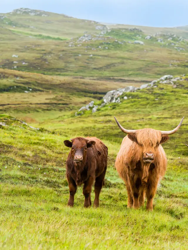 3 Fun Facts About Highland Cows