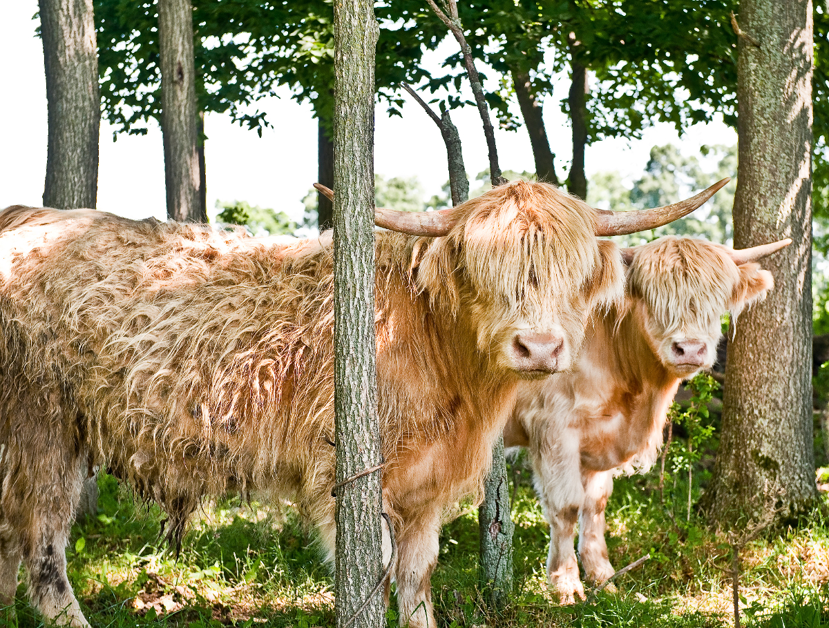 Scottish Highland Cows - Adorable Fluffy Long Haired Cow Facts!