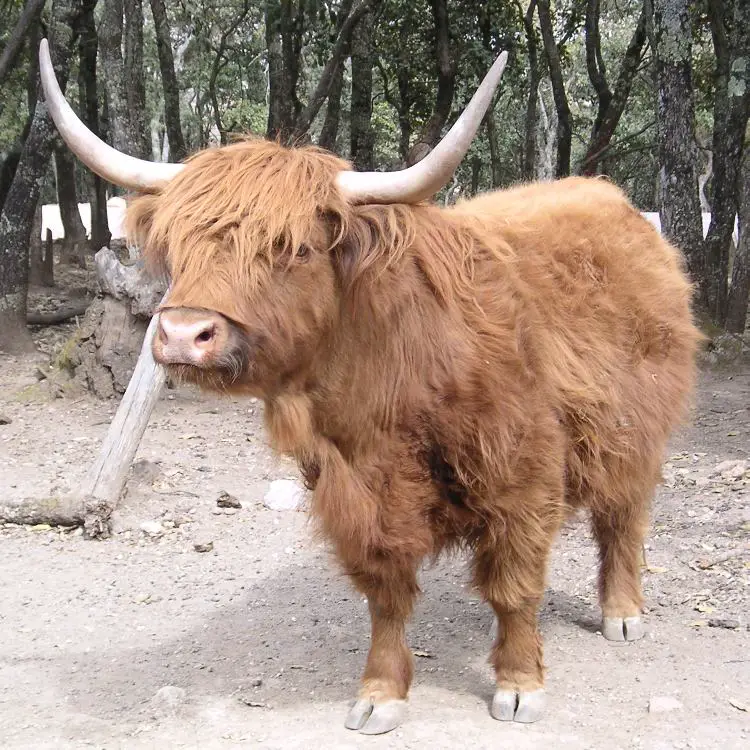 Highland Cows (and 9 fun facts you need to know about these legen-dairy  beasts!) - Highland Titles