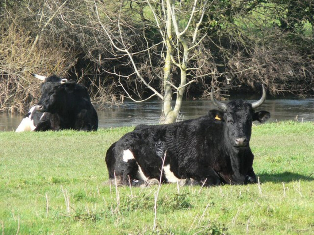 Shetland Cattle Vs Highland Cattle Unveiling The Distinct Charms Of Two Scottish Breeds