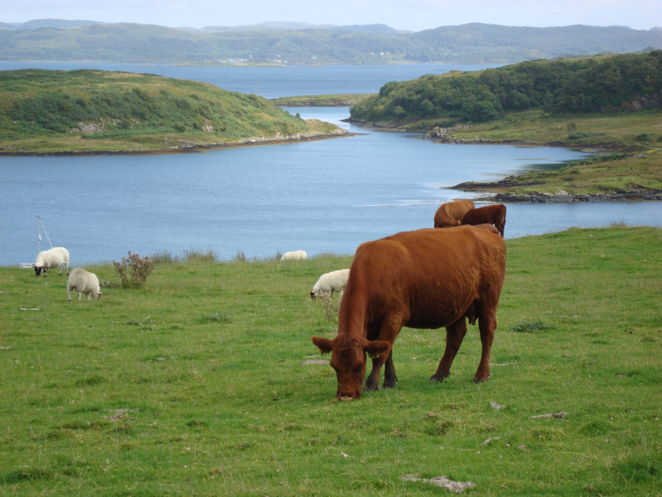 Heritage Highland Cattle Breed Has Value for Today's Producers