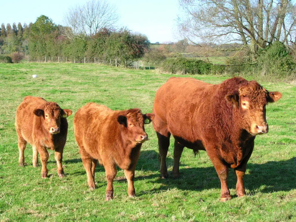 South Devon Cattle: The Gentle Giants of the Pasture